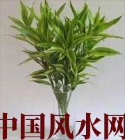 黄南十二生肖养什么植物最旺财运？你知道吗！